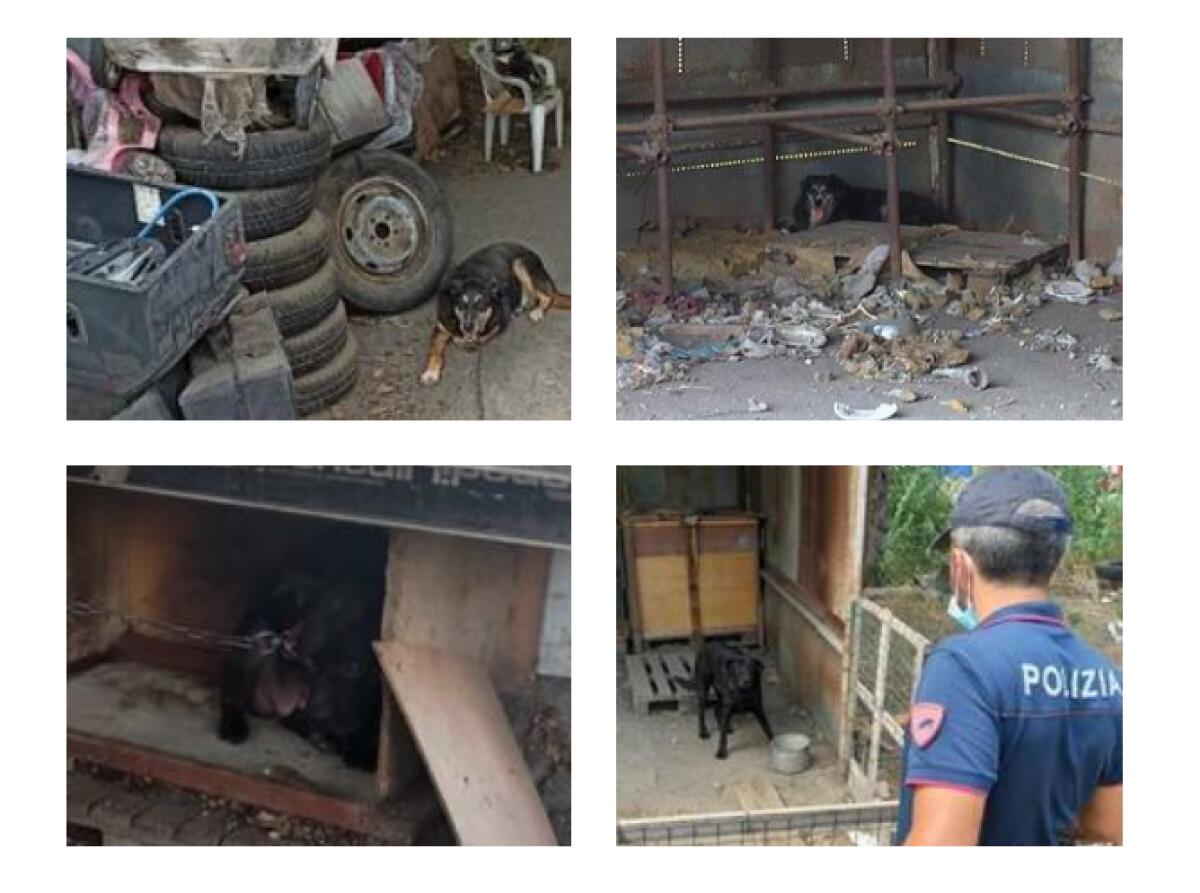 CATANIA, CANI TRA I RIFIUTI TOSSICI IN UN’AUTORIMESSA ABUSIVA - 