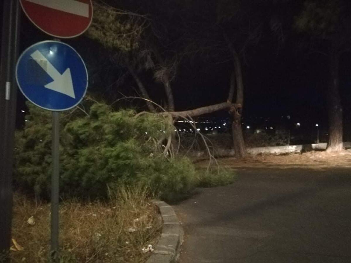 TRAGEDIA SFIORATA IN VIA FONTE MAIOMONIDE  GROSSO RAMO CADE SULLA STRADA - 