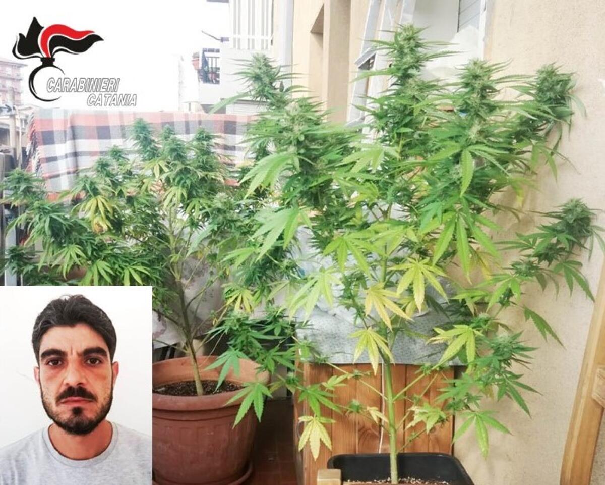 CATANIA. NEL BALCONE CURAVA LA CANAPA INDIANA INVECE DEL BASILICO: ARRESTATO - 