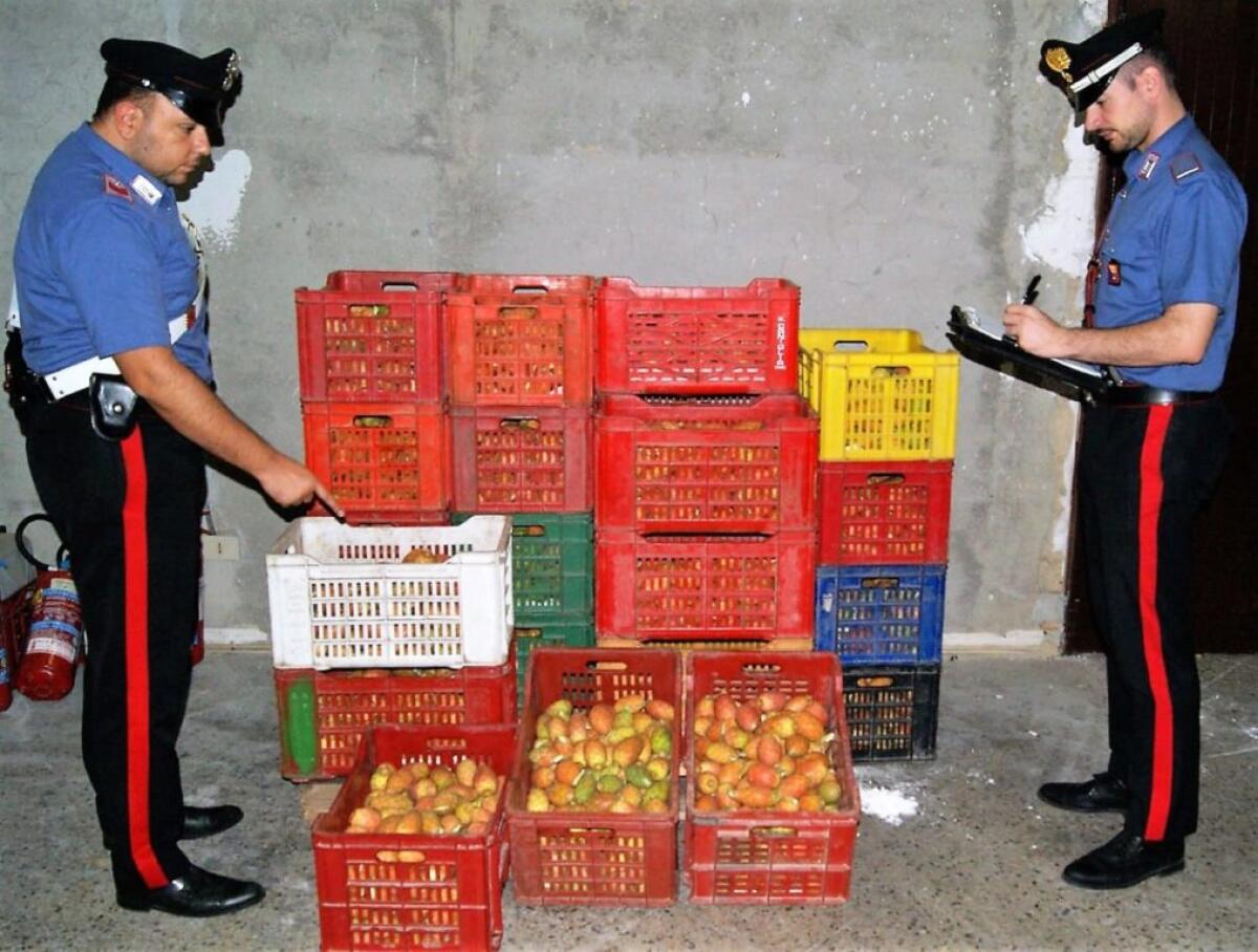 MILITELLO VAL DI CATANIA. AVEVANO RUBATO MEZZO QUINTALE DI FICHI D’INDIA, DUE ARRESTI - 