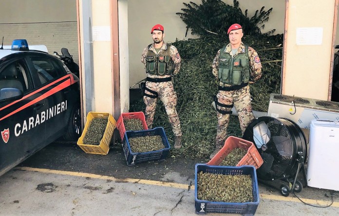 PATERNO: SEQUESTRATA MAXI PIANTAGIONE DA 1300KG DI MARIJUANA: 6 ARRESTI