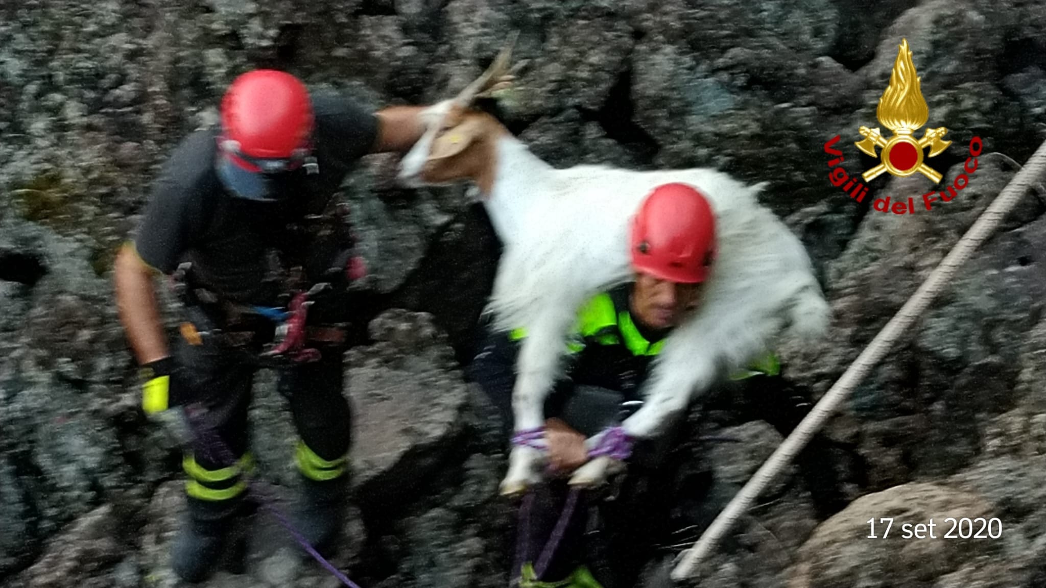 BRONTE: CAPRETTE CADUTE IN UNA VORAGINE SALVATE DAI VIGILI DEL FUOCO