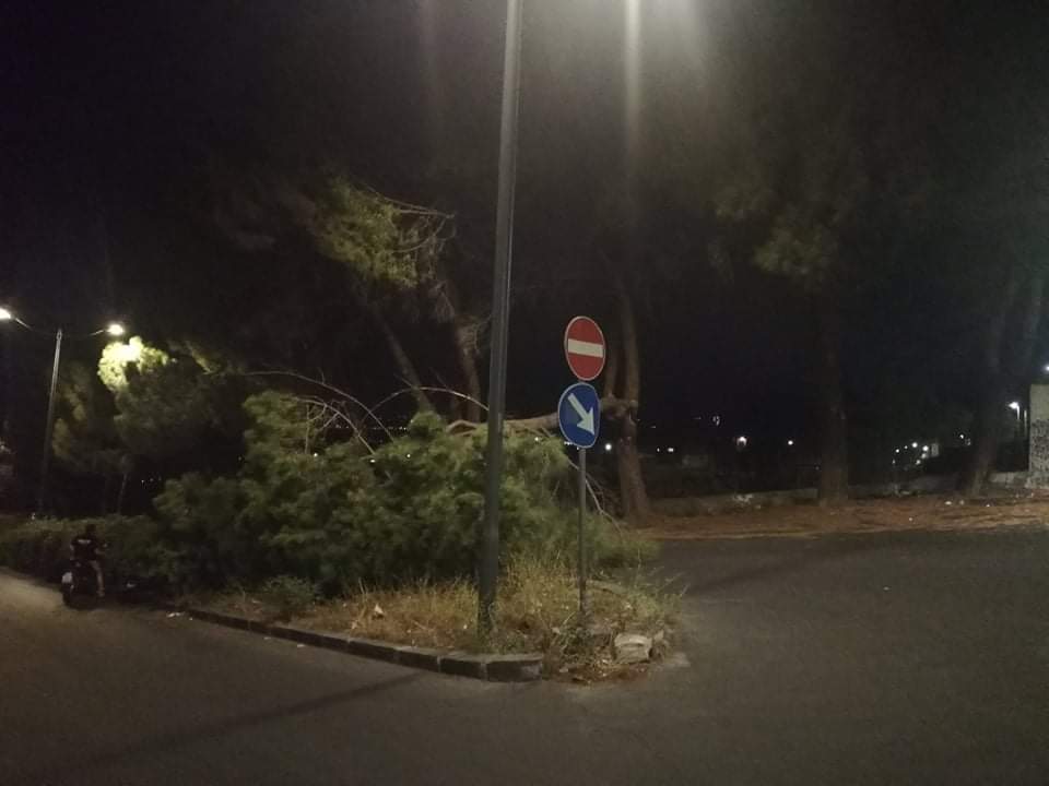TRAGEDIA SFIORATA IN VIA FONTE MAIOMONIDE  GROSSO RAMO CADE SULLA STRADA