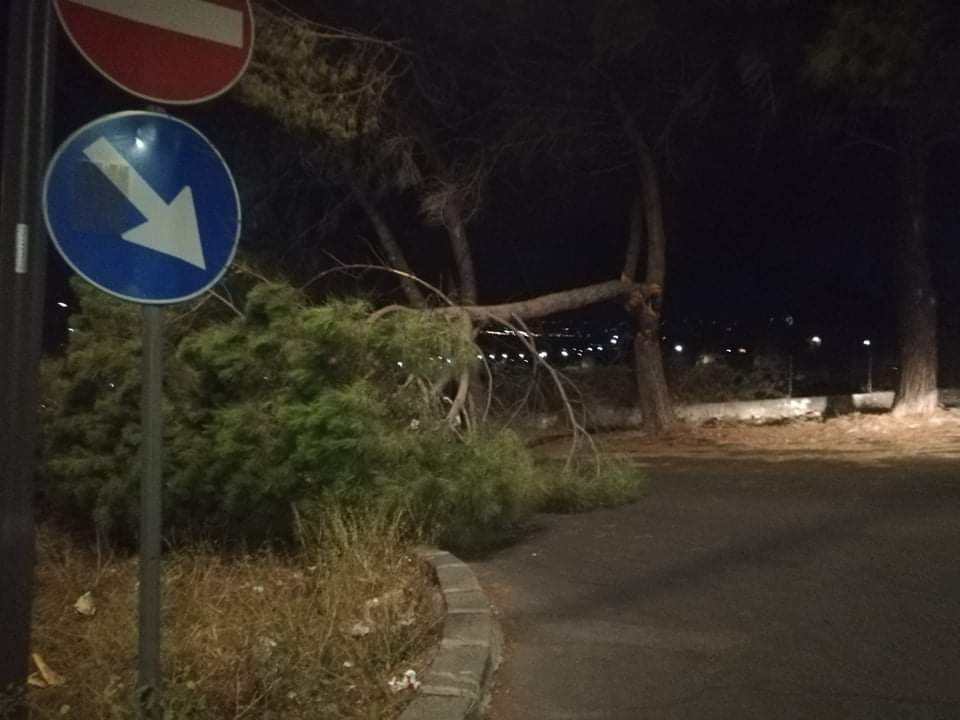 TRAGEDIA SFIORATA IN VIA FONTE MAIOMONIDE  GROSSO RAMO CADE SULLA STRADA