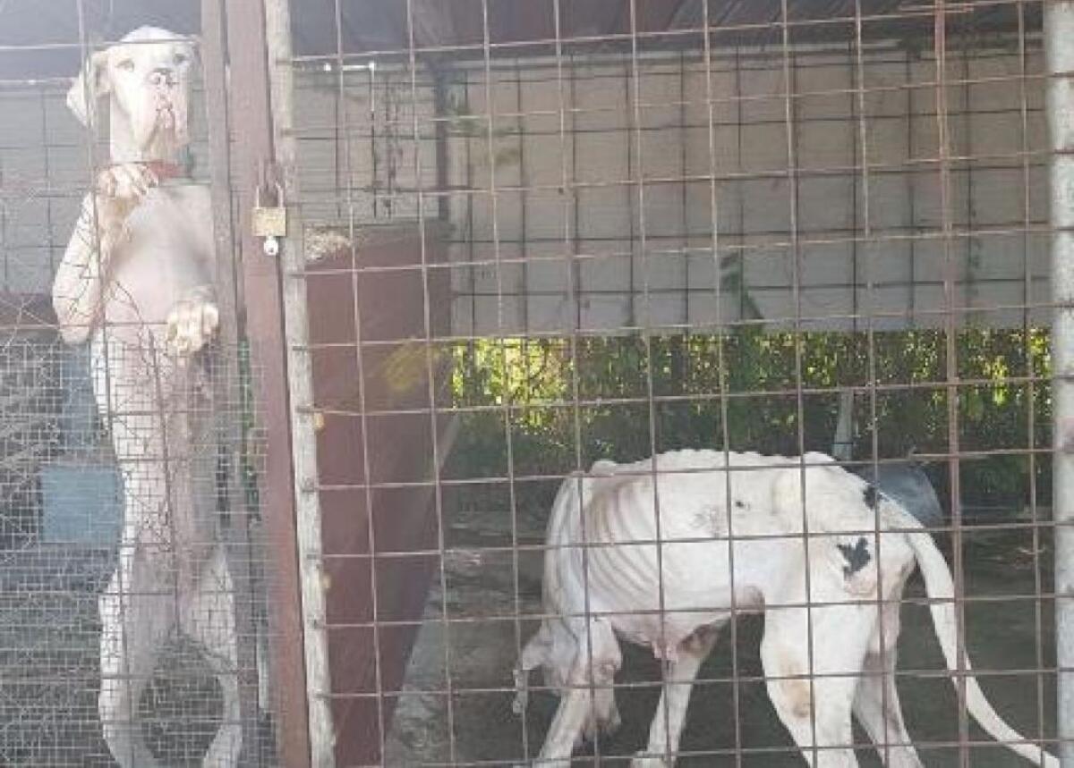 CATANIA. TRE INDAGATI PER MALTRATTAMENTO DI ANIMALI - 