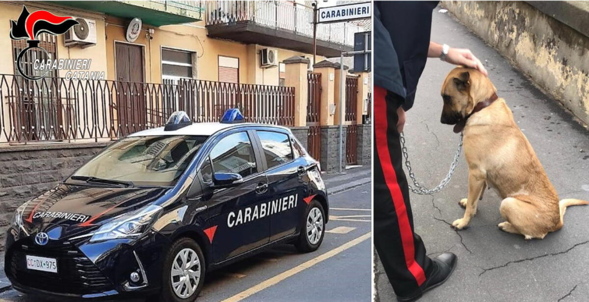 CATANIA: LASCIA CANE IN AUTO DUE ORE PER SOSTENERE ESAME, DENUNCIATO - 