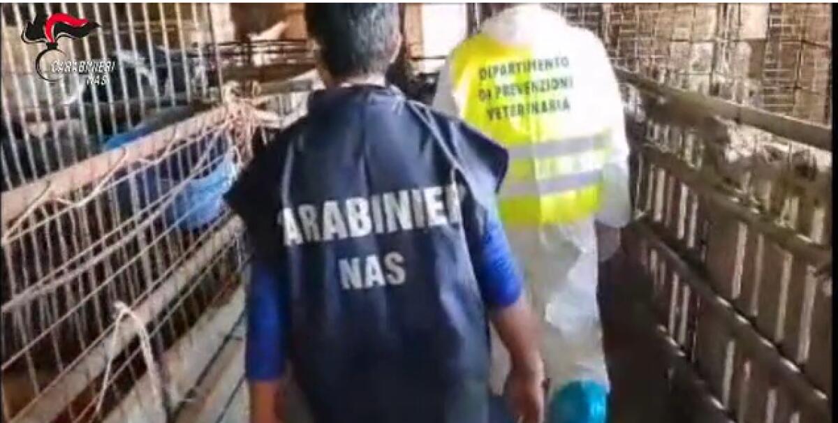 SCOPERTO UN MATTATOIO ABUSIVO A PATERNÒ: TROVATE CARCASSE DI ANIMALI RUBATI - 