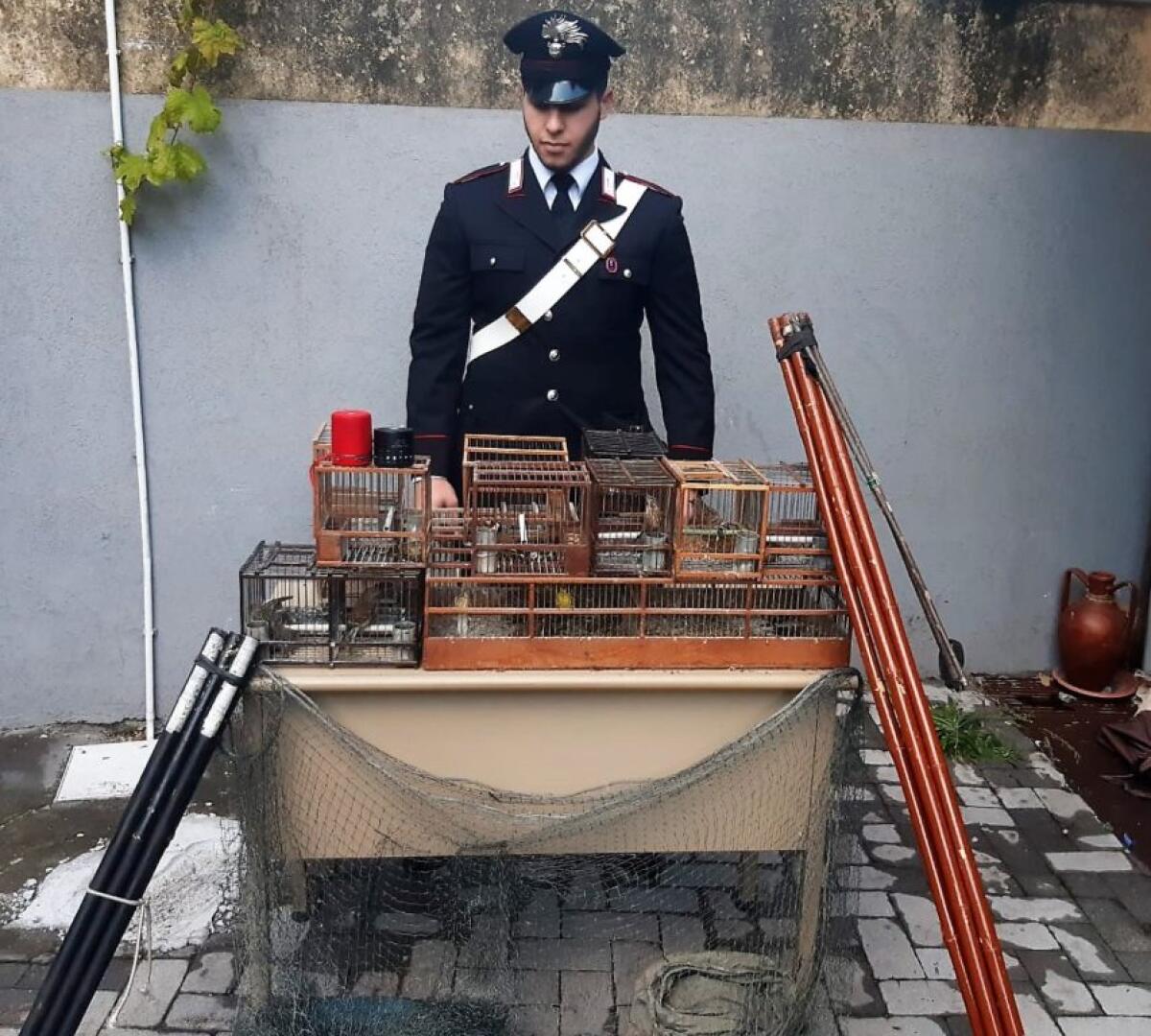 ACI SANT’ANTONIO. CATTURAVANO I CARDELLINI PER RIVENDERLI AL MERCATO NERO - 