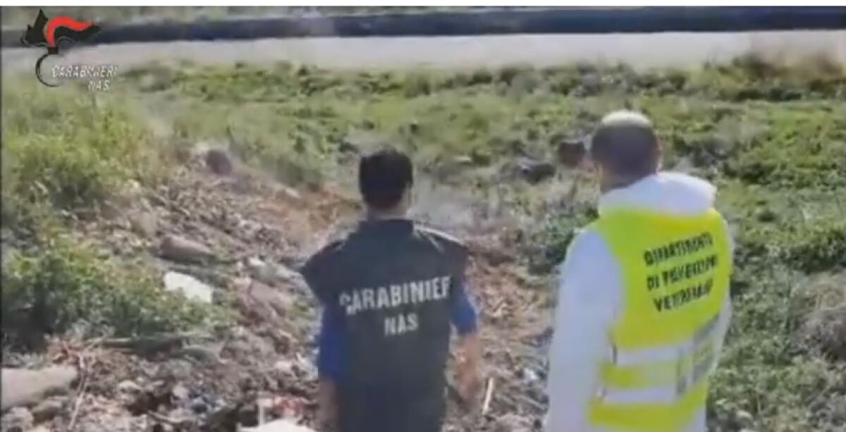 MACELLAZIONE CLANDESTINA A PATERNÒ, IL VIDEO DEI NAS - 