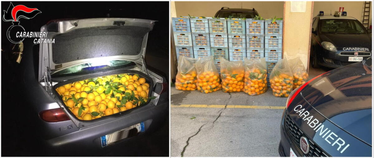 PATERNÒ: RECUPERATA UNA TONNELLATA DI ARANCE RUBATE, SCATTA LA DENUNCIA PER IL PROPRIETARIO DEL VEICOLO UTILIZZATO PER LA RAZZIA - 