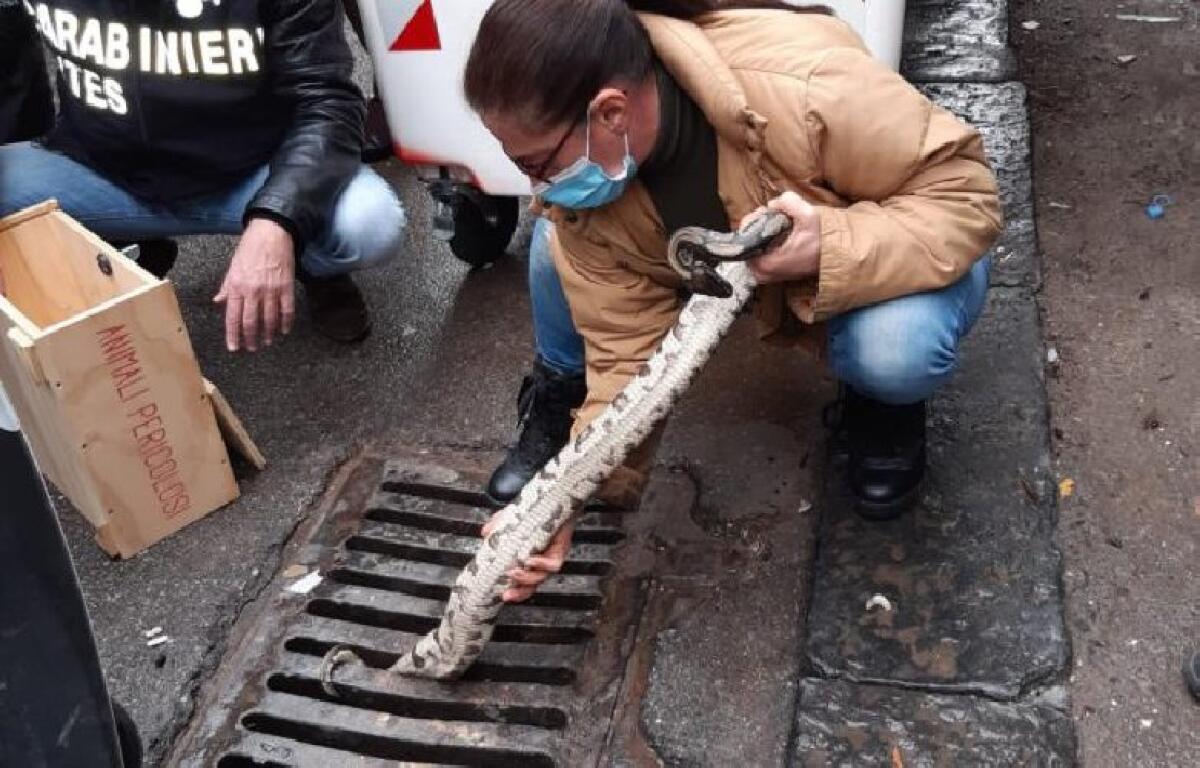 CATANIA: PITONE INCASTRATO NELLE GRATE DI UN TOMBINO IN CENTRO STORICO - 