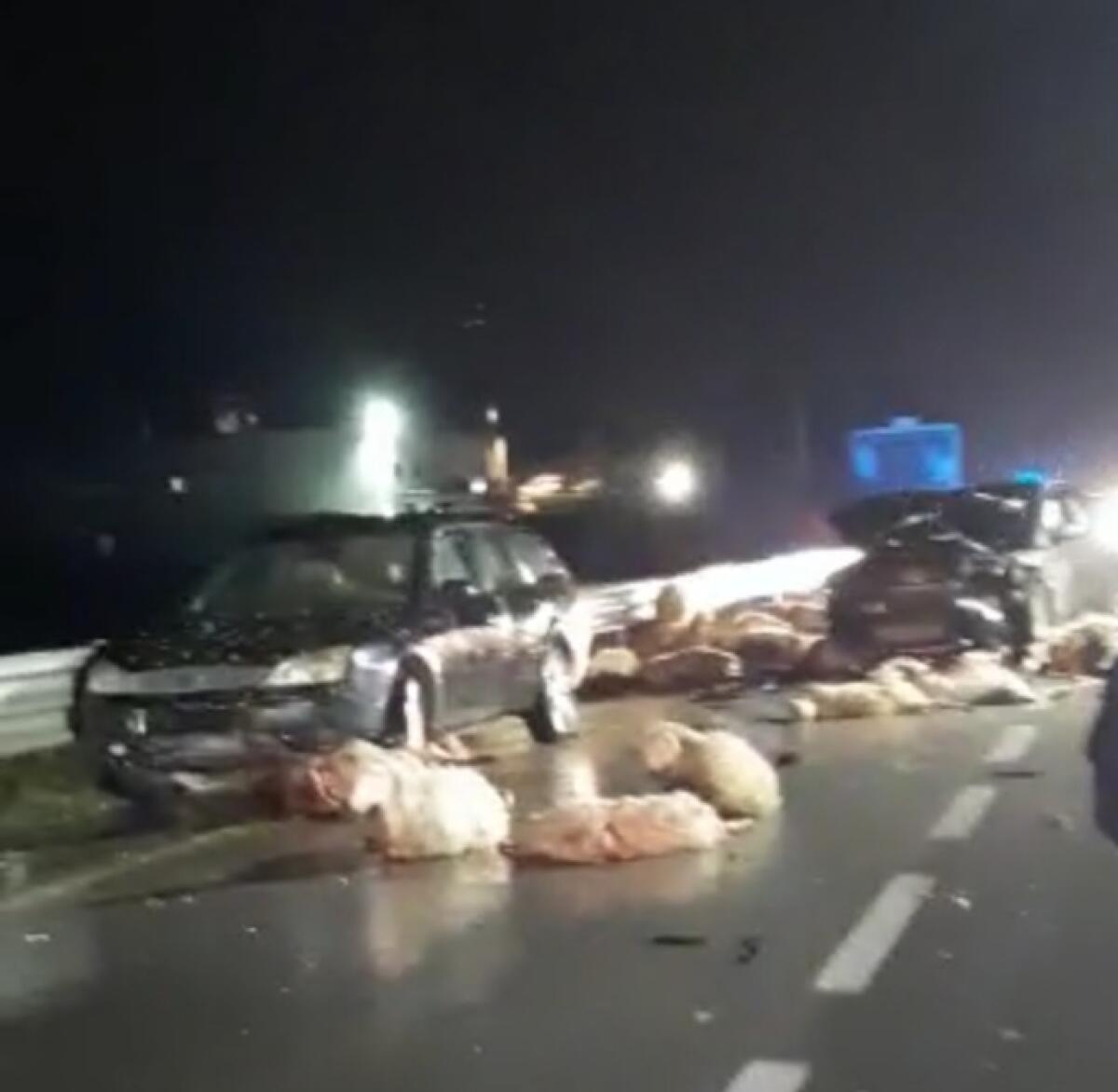 INCIDENTE A PARTINICO AUTO-GREGGE, È STRAGE DI PECORE - 