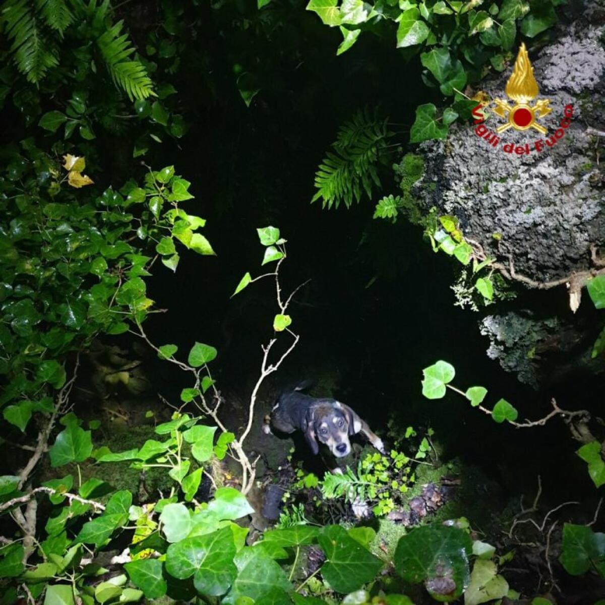 PIANO TAVOLA, VVFF SALVANO UN CANE CADUTO ACCIDENTALMENTE IN UNA GROTTA - 