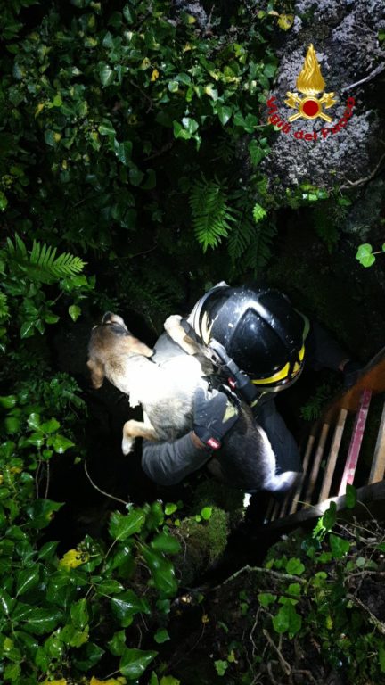 PIANO TAVOLA, VVFF SALVANO UN CANE CADUTO ACCIDENTALMENTE IN UNA GROTTA