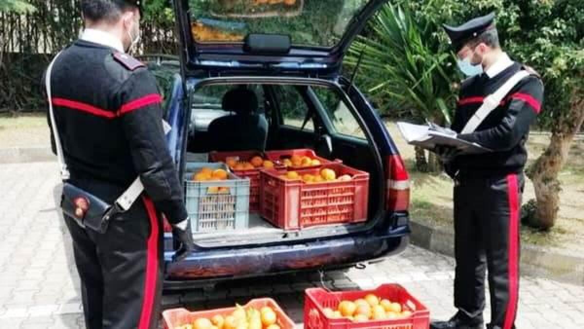 LADRI DI ARANCE SORPRESI IN AUTO DURANTE CONTROLLO DEI CARABINIERI IN CONTRADA JUNGETTO: DENUNCIATI - 