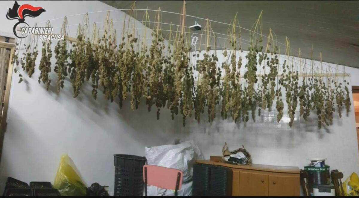 AUGUSTA: Cinque chili di droga ed un pitone di 3 metri in casa, un arresto - 