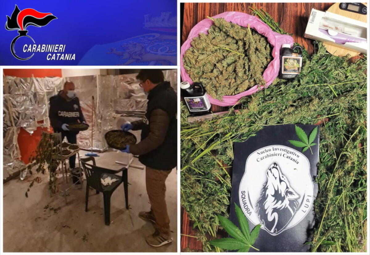 CATANIA. ARRESTATO DAI “LUPI” UN COLTIVATORE DOMESTICO DI MARIJUANA - 