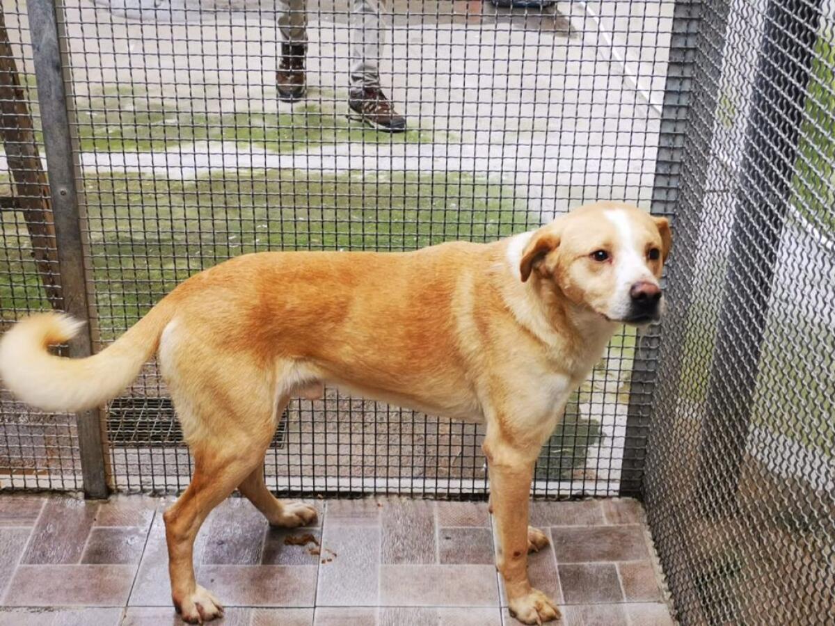 SPANK INVESTITO E SALVATO ADESSO CERCA CASA - 