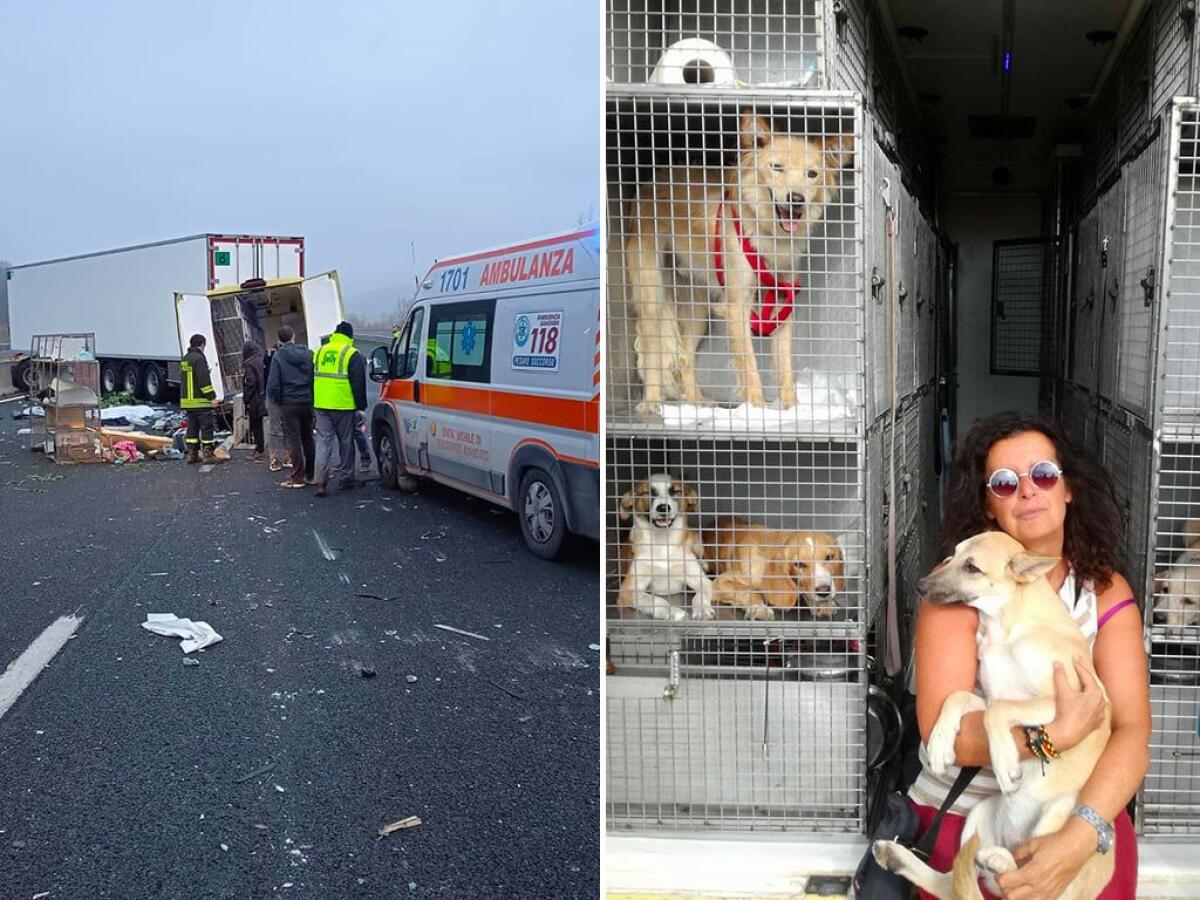 ELISABETTA BARBIERI E ALTRI DUE VOLONTARI ENPA MORTI IN UN INCIDENTE IN A14: TRASPORTAVANO CANI E GATTI DA ADOTTARE - 