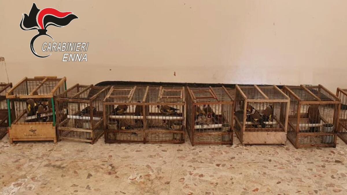 CENTURIPE, DENUNCIATO DAI CARABINIERI UN UOMO TROVATO IN POSSESSO DI 30 CARDELLINI APPENA CATTURATI - 