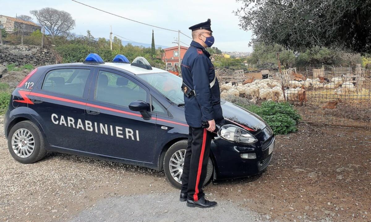 ACIREALE, SEQUESTRATI ALLEVAMENTO E CASEIFICIO: TOTALMENTE ABUSIVO - 