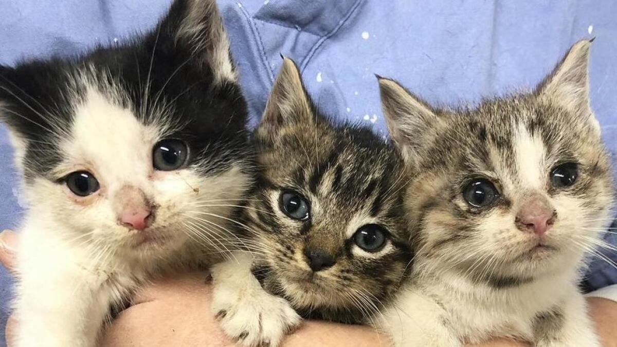 SCOPERTA LA VARIANTE INGLESE IN UN GATTO, È IL PRIMO CASO IN ITALIA - 