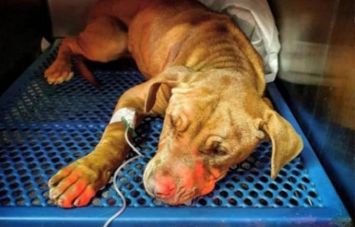 GELA: CAGNOLINO IMPICCATO DA TRE RAGAZZI,  MUORE DOPO DUE GIORNI DI AGONIA - 