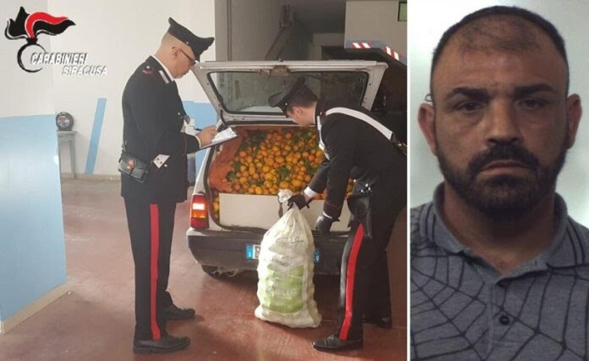 SCOPERTO A RUBARE ARANCE PICCHIA IL PROPRIETARIO CON UN CRIC, ARRESTATO - 