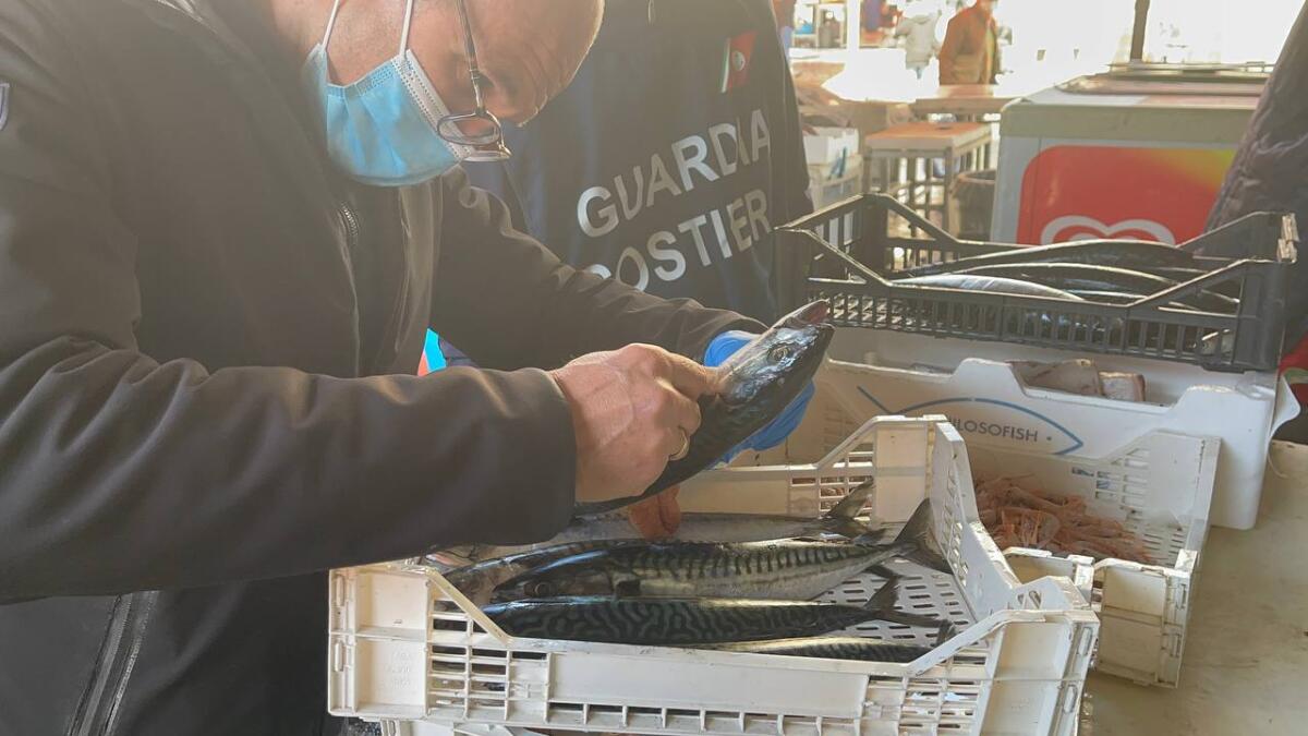 SEQUESTRATO 500 CHILI DI PESCE ALLA PESCHERIA DI CATANIA - 