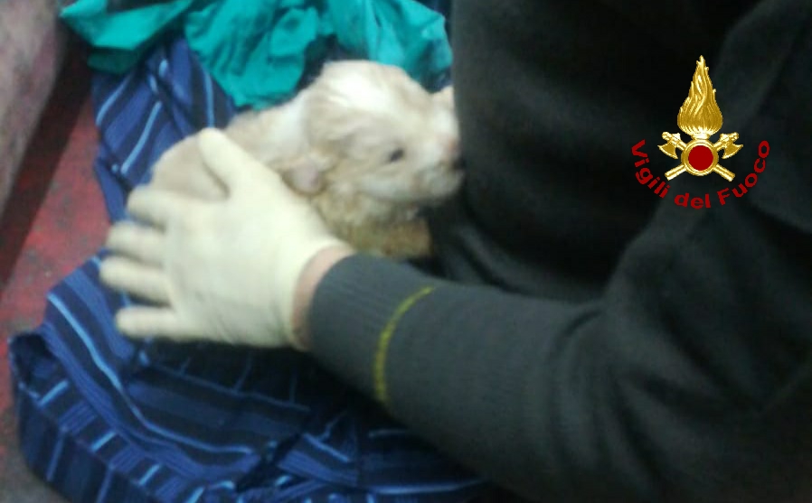 VIGILI DEL FUOCO SALVANO DUE CUCCIOLI DI CANE A MINEO
