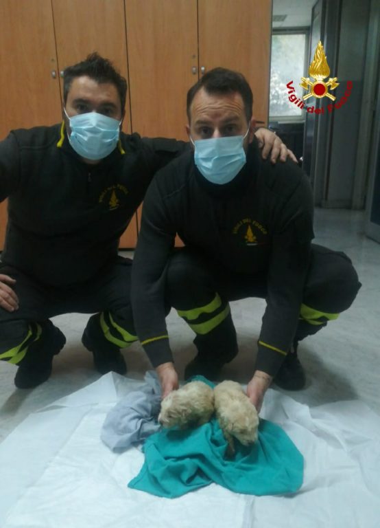 VIGILI DEL FUOCO SALVANO DUE CUCCIOLI DI CANE A MINEO
