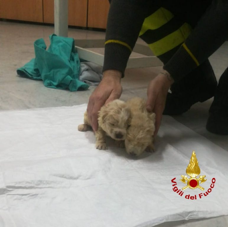 VIGILI DEL FUOCO SALVANO DUE CUCCIOLI DI CANE A MINEO