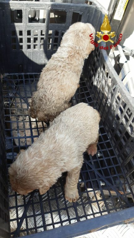 VIGILI DEL FUOCO SALVANO DUE CUCCIOLI DI CANE A MINEO