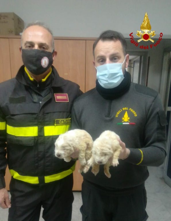 VIGILI DEL FUOCO SALVANO DUE CUCCIOLI DI CANE A MINEO