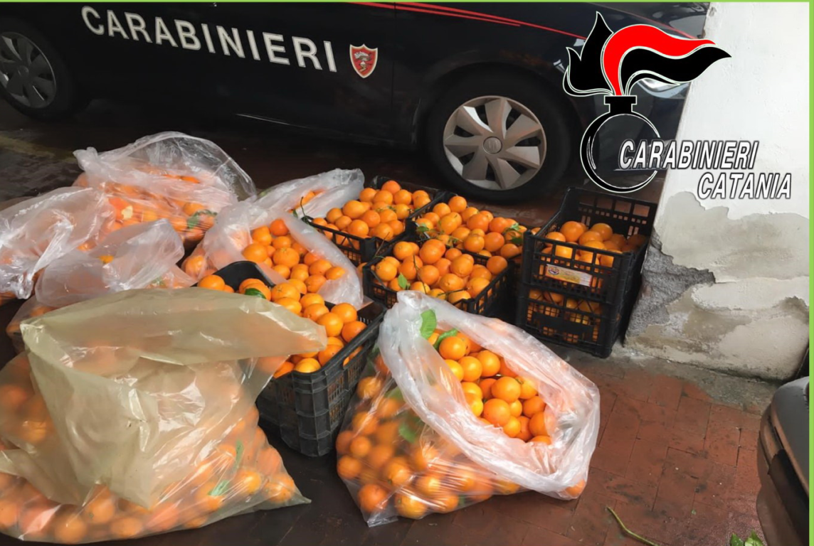 PATERNÒ E BELPASSO. FURTI NELLE AREE RURALI: DENUNCIATI  DUE PATERNESI. RECUPERATO MEZZO QUINTALE DI ARANCE