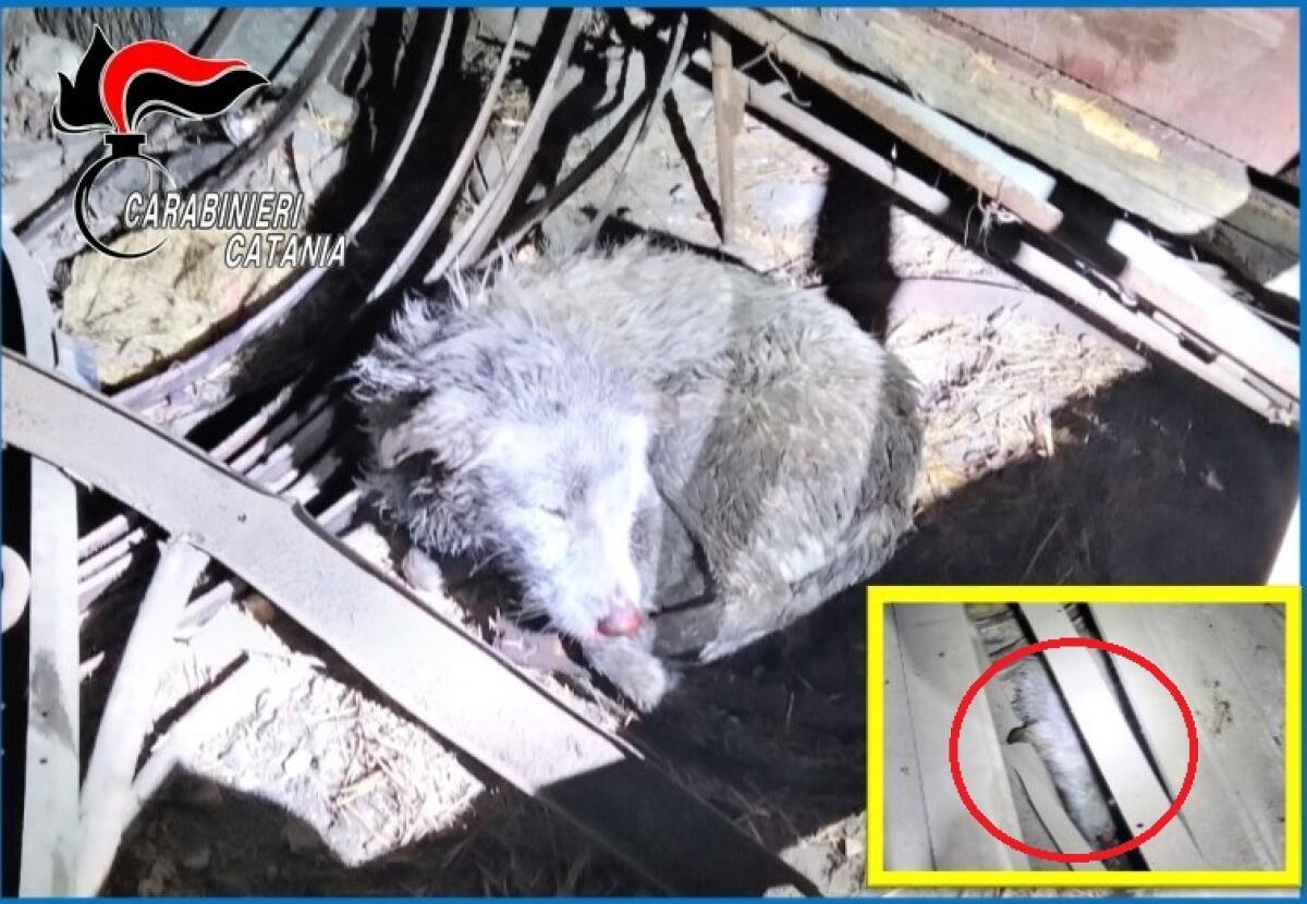 LINGUAGLOSSA, TROVATI CANI IN PESSIME CONDIZIONI: DENUNCIATO IL PROPRIETARIO - 