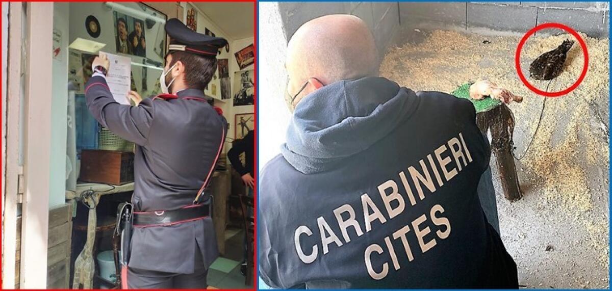 CATANIA: SEQUESTRATO UN ESEMPLARE DI POIANA DURANTE IL CONTROLLO IN UN LOCALE, DENUNCIATA TITOLARE - 