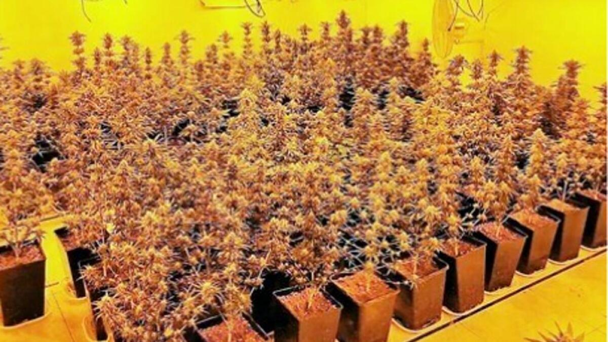 CATANIA. SEQUESTRATA PIANTAGIONE DI “SKUNK”: ARRESTATI I DUE COLTIVATORI - 