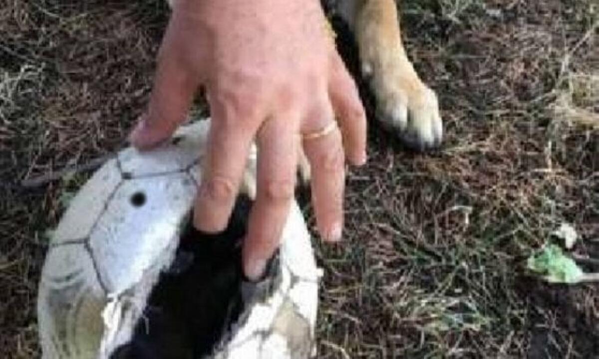 CATANIA: LA DROGA NASCOSTA IN UN PALLONE DA CALCIO - 