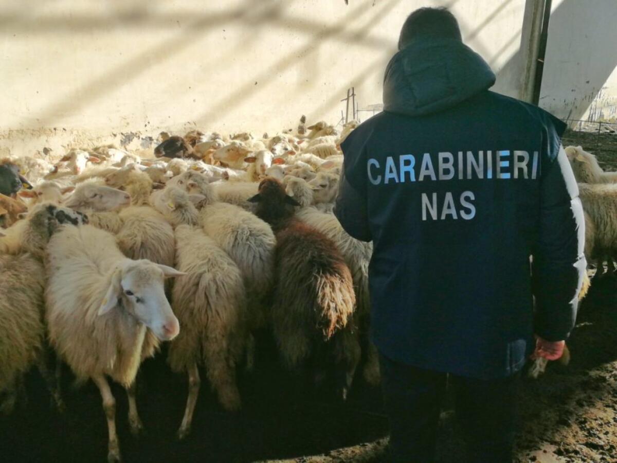 I NAS DI CATANIA SEQUESTRANO BESTIAME E FARMACI IN UN AZIENDA AGRICOLA DI SCORDIA - 