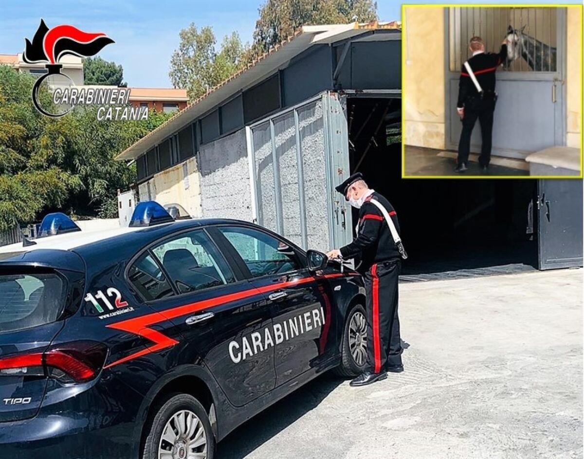 CATANIA, POSSEDEVA CAVALLI SENZA MICROCHIP E FARMACI DOPANTI: DENUNCIATO - 