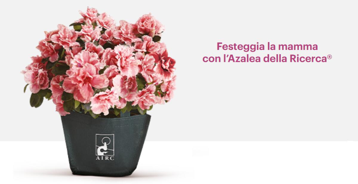 PATERNO': DOMENICA A LARGO ASSISI L’AZALEA DELLA RICERCA CON I VOLONTARI AIRC - 