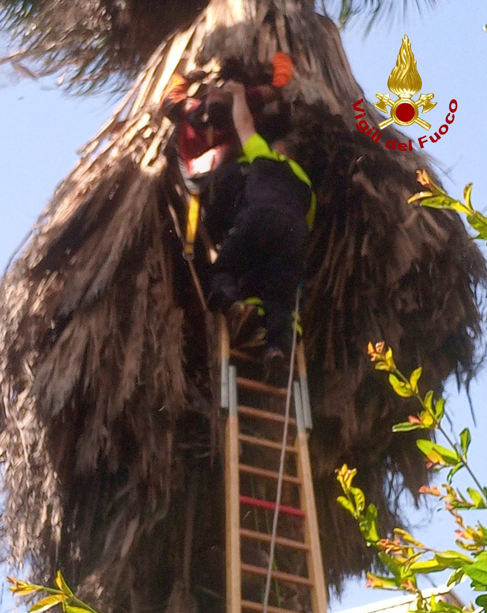 CATANIA, OPERAIO SCIVOLA E RESTA APPESO AD UNA PALMA  A 12 METRI DI ALTEZZA, VIGILI DEL FUOCO SUL POSTO – FOTO