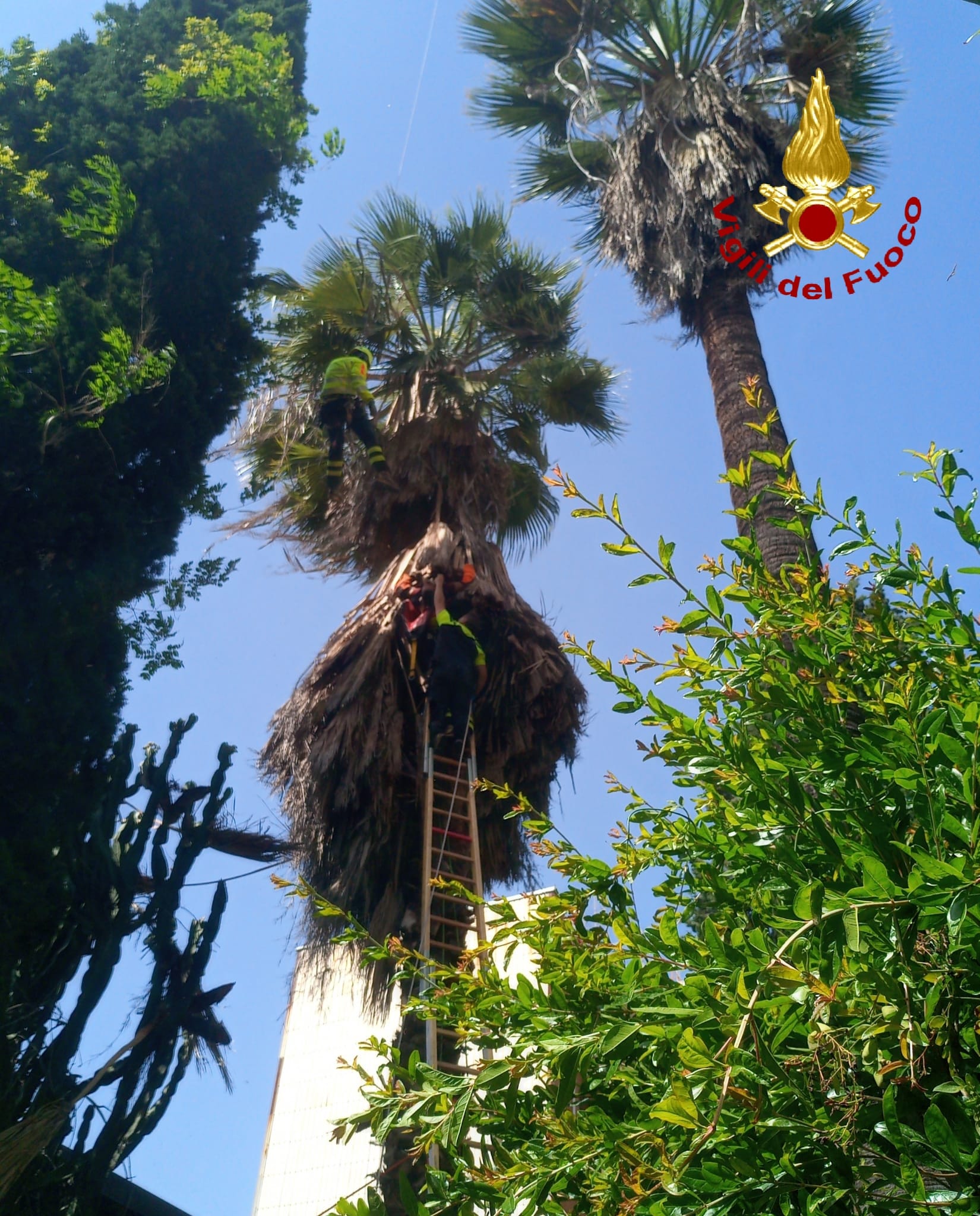 CATANIA, OPERAIO SCIVOLA E RESTA APPESO AD UNA PALMA  A 12 METRI DI ALTEZZA, VIGILI DEL FUOCO SUL POSTO – FOTO