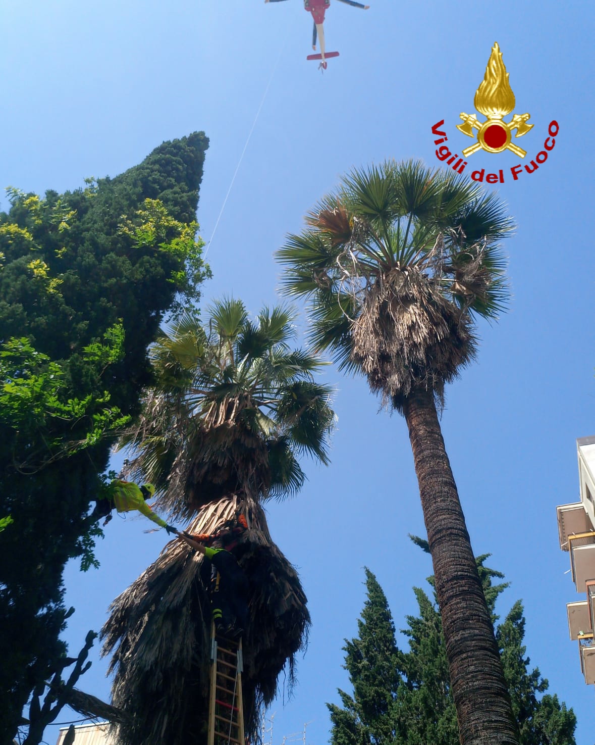 CATANIA, OPERAIO SCIVOLA E RESTA APPESO AD UNA PALMA  A 12 METRI DI ALTEZZA, VIGILI DEL FUOCO SUL POSTO – FOTO