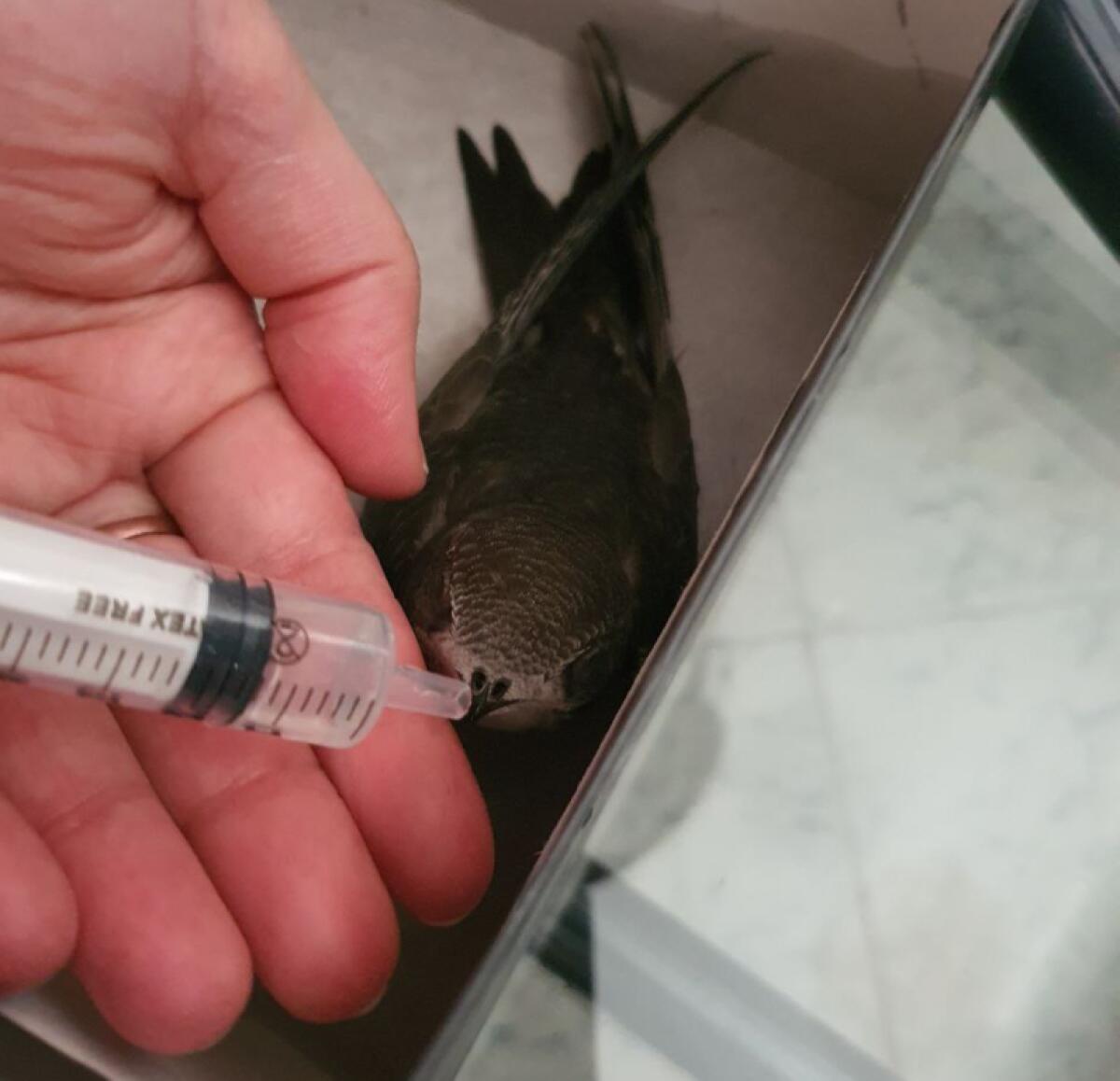 EMERGENZA RONDONI E RONDINI ANCHE A PATERNO' - 