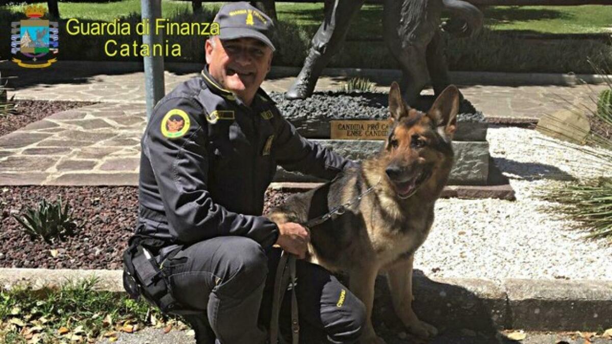 Dopo 11 anni lascia ‘Zaro’, cane antidroga di Gdf Catania - 