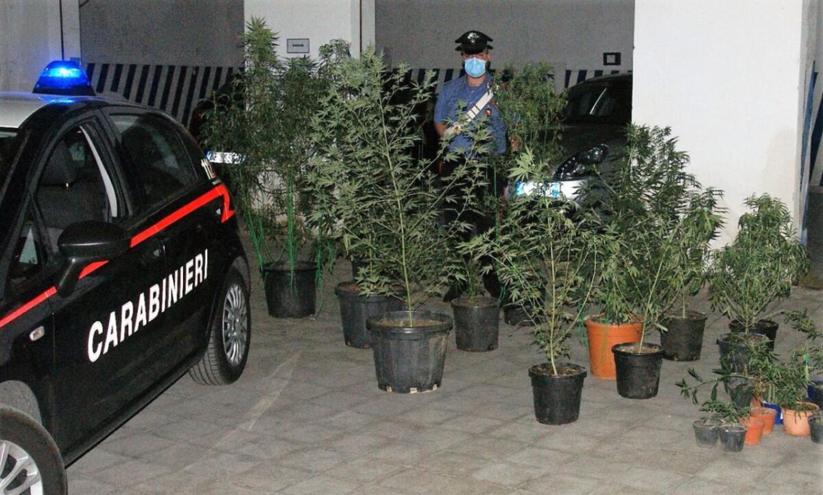 ACIREALE: SI DEDICAVA ALLA PRODUZIONE DI CANAPA INDIANA, ARRESTATO - 