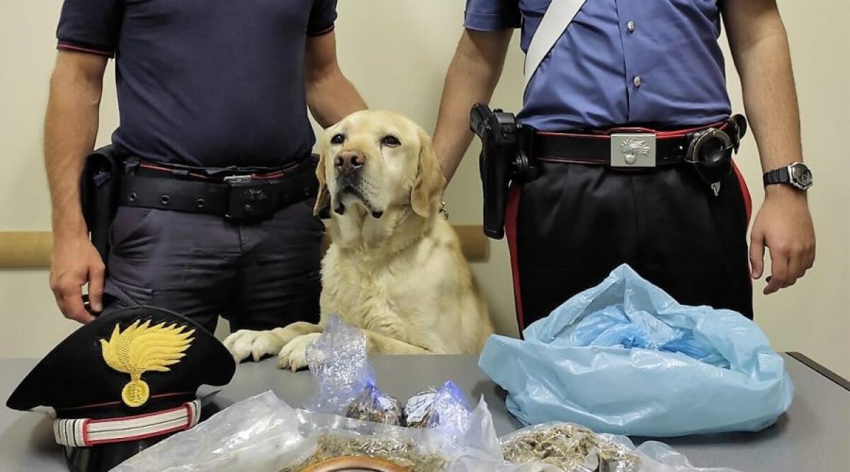 Mascali . Aspetta che i CC vadano via per recuperare la droga nascosta nel terreno vicino casa: preso con le mani nel sacco - 