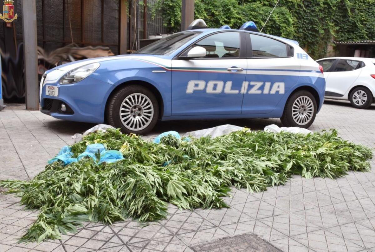 SANTA VENERINA: SCOPERTA UNA PIANTAGIONE CON 200 PIANTE DI MARIJUANA, UN ARRESTO - 